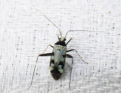 Phytocoris nigricollis