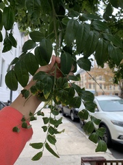 Gleditsia triacanthos
