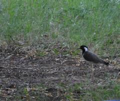 Vanellus indicus
