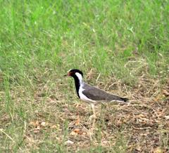 Vanellus indicus
