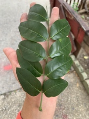 Gleditsia triacanthos