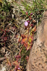 Drosera trinervia