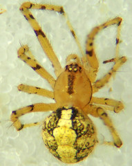 Theridion murarium