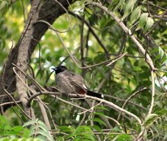 Pycnonotus cafer