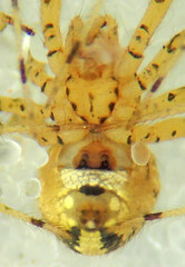 Theridion murarium