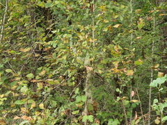 Crataegus gaylussacia