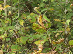 Crataegus gaylussacia