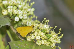 Cupitha purreea