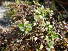 Thymus punctulosus