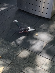 Columba livia domestica
