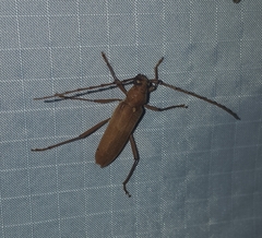 Knulliana cincta spinifera