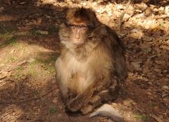 Macaca sylvanus