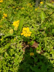 Lantana × hybrida