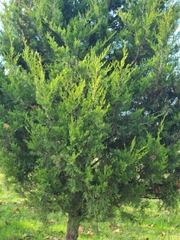 Juniperus