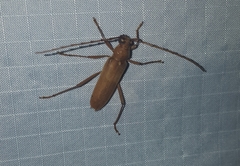 Knulliana cincta spinifera