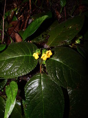 Christopheria xantha