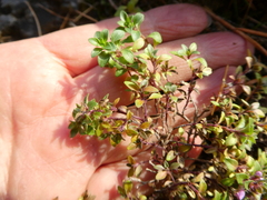 Thymus punctulosus