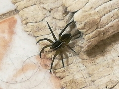 Diapontia uruguayensis