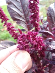 Amaranthus hypochondriacus
