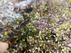 Thymus punctulosus