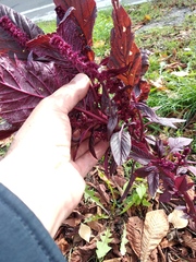 Amaranthus hypochondriacus