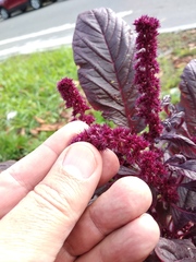 Amaranthus hypochondriacus