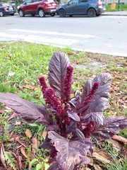 Amaranthus hypochondriacus