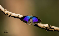 Arhopala