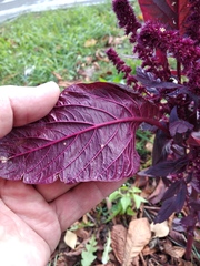 Amaranthus hypochondriacus