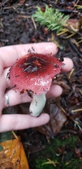 Russula placita