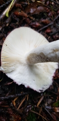 Russula placita