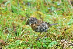 Carpodacus thura