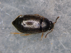 Proteinus brachypterus