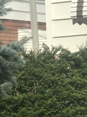 Passer domesticus