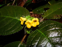 Christopheria xantha