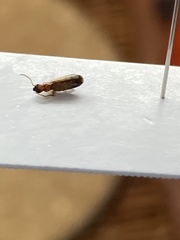 Dromiusina