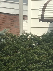 Passer domesticus
