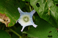 Ipomoea nil
