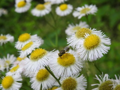 Hedriodiscus vertebratus