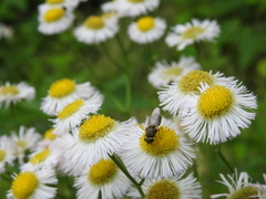 Hedriodiscus vertebratus