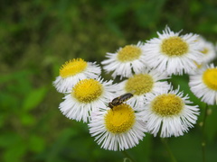 Hedriodiscus vertebratus