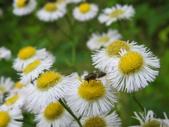 Hedriodiscus vertebratus