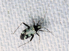 Phytocoris nigricollis