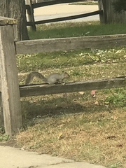 Sciurus carolinensis