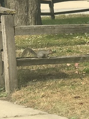 Sciurus carolinensis