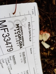Russula subemetica