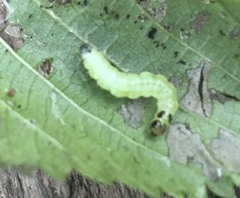 Pantographa limata