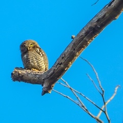 Glaucidium radiatum
