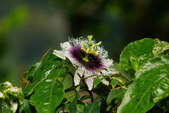 Passiflora edulis flavicarpa