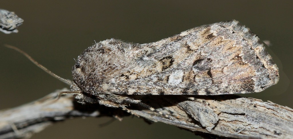 Cardepia irrisoria